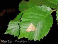 Bruine snuituil [Hypena proboscidalis]
